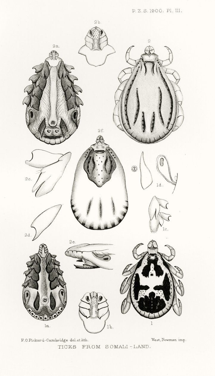 Zecche dalla Somalia, illustrazione da The Hope Reports, Vol. II, 1897-1900, a cura di Edward B. Poulton, Oxford, 1901 da English School