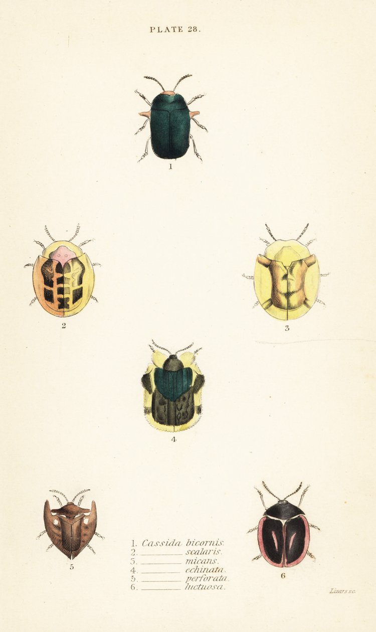 Scarabei tartaruga: Omocerus bicornis, Cassida scalaris, Cassida micans, Cassida echinata, Cassida perforata, Cassida luctuosa da English School