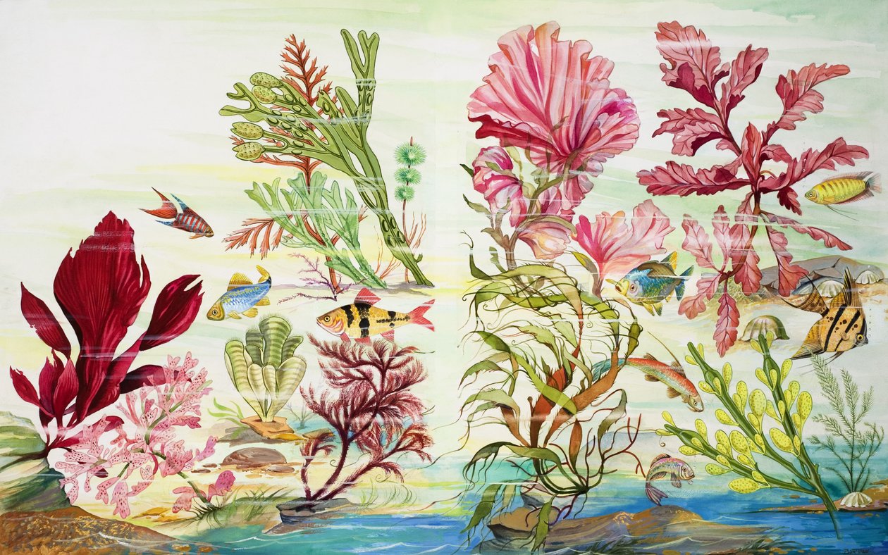 Piante sottomarine (gouache su carta) da English School