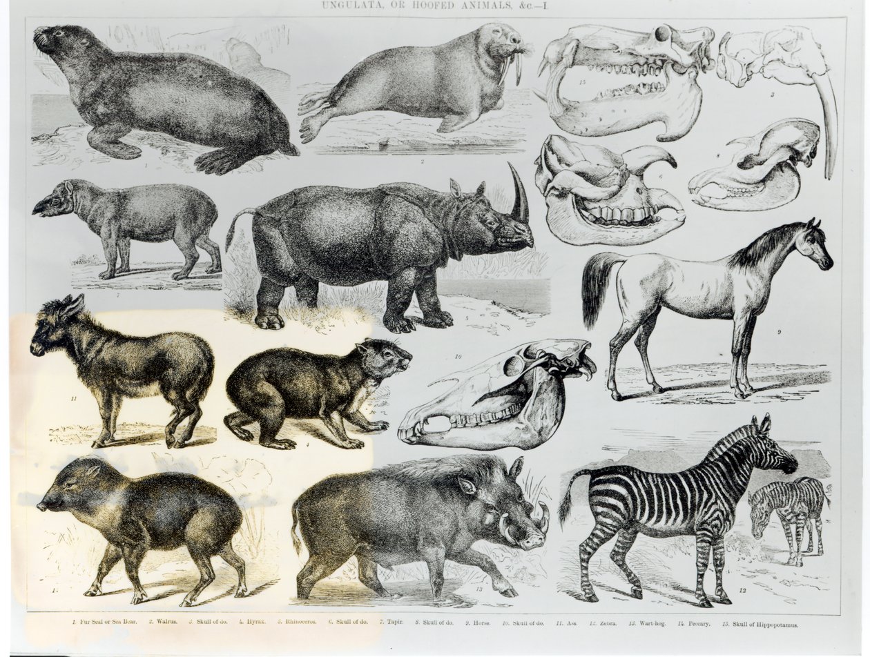 Ungulati o animali ungulati da English School