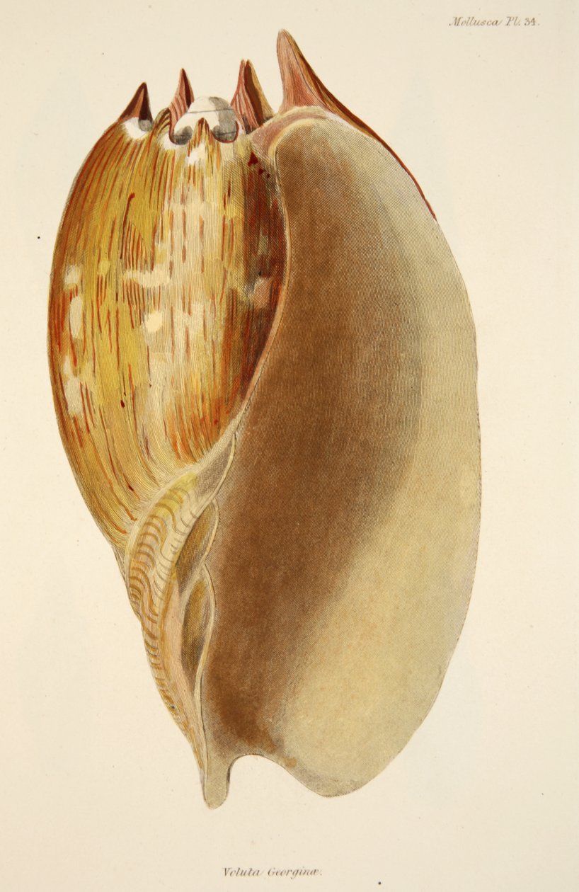 Veluta Georgina, da The Mollusca and Radiata, pub. 1833 da English School