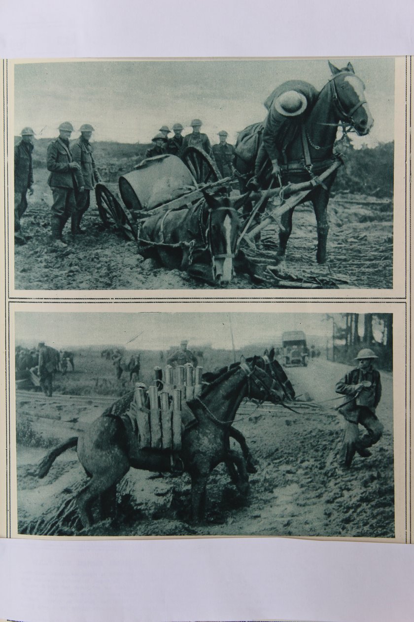 Cavalli da guerra che affondano nel fango, Francia settentrionale, agosto 1917 da English School