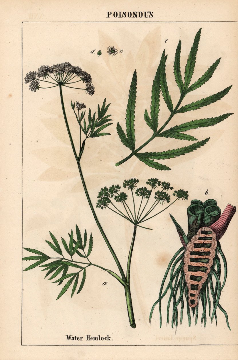 Cicuta virosa mostrando foglie, struttura delle radici e fiori, da 