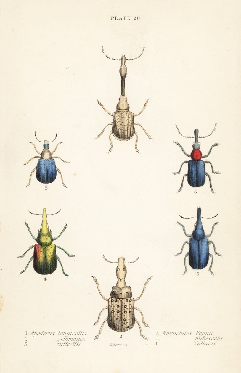Punteruoli: Attelabus longicollis 1, Attelabus gemmatus 2, Attelabus ruficollis 3, Byctiscus populi 4, Rhycnhites pubescens 5, e Rhynchites collaris 6 da English School
