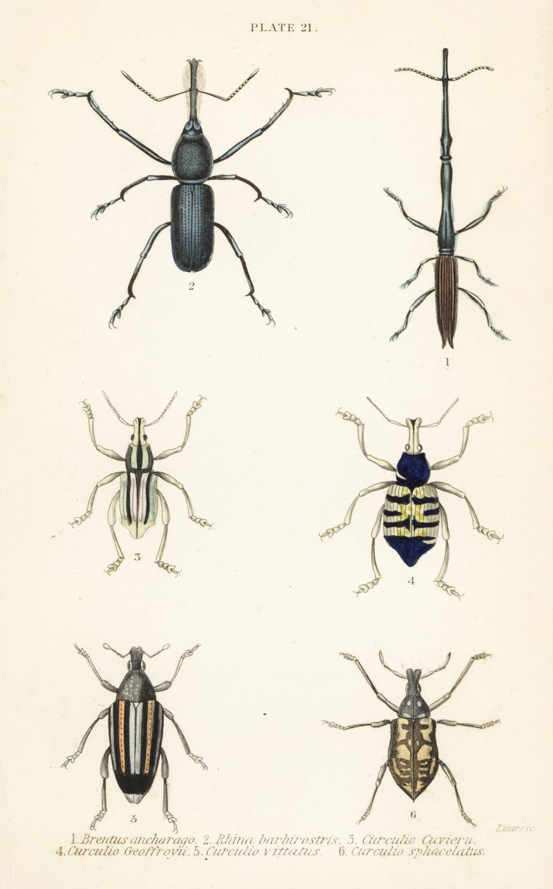Punteruoli: Brentus ancharago 1, Rhina barbirostris 2, Curculio cuviera 3, Eupholus geoffroyi 4, Larinus ursus 5 e Curculio sphacelatus 6 da English School