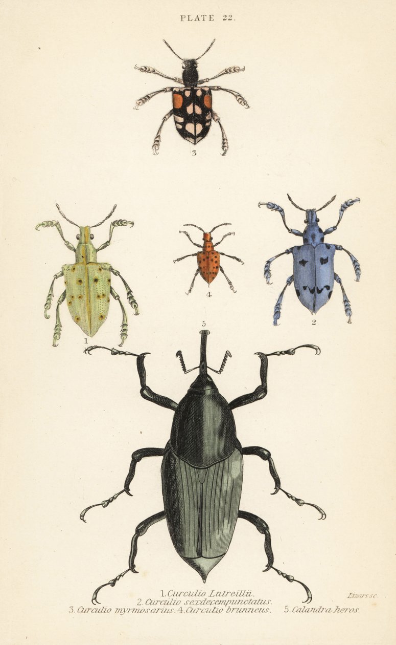 Weevils e scarabei: Curculio latreillii, Curculio sexdecempunctatus, Trichaptus mutillarius, Pissodes castaneus e Calandra heros da English School