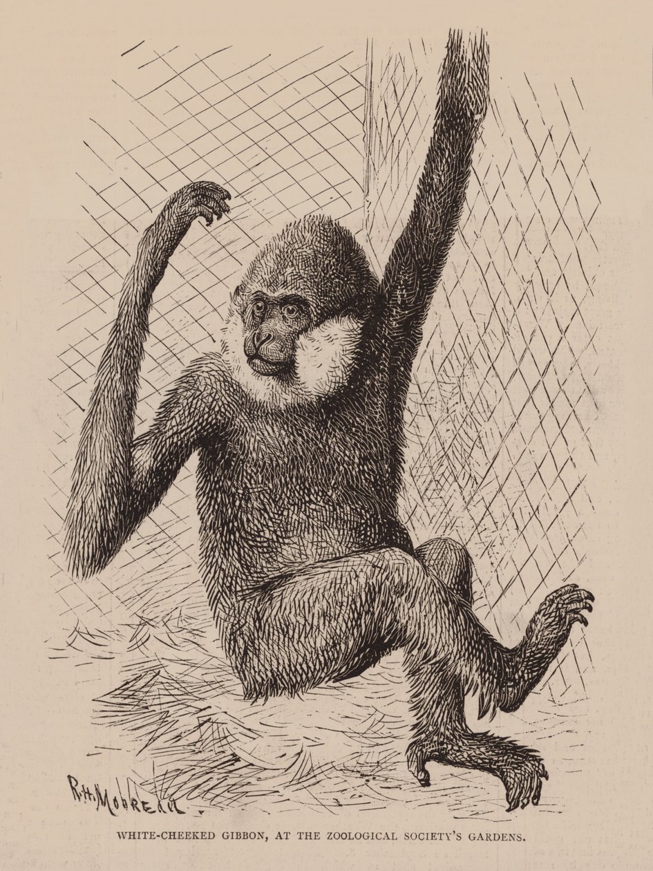Gibbone dalle guance bianche, nei giardini della Società Zoologica (incisione) da English School