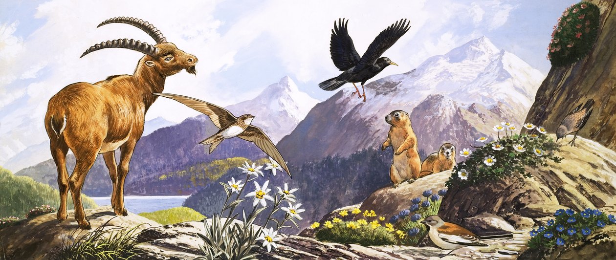 La fauna selvatica dell