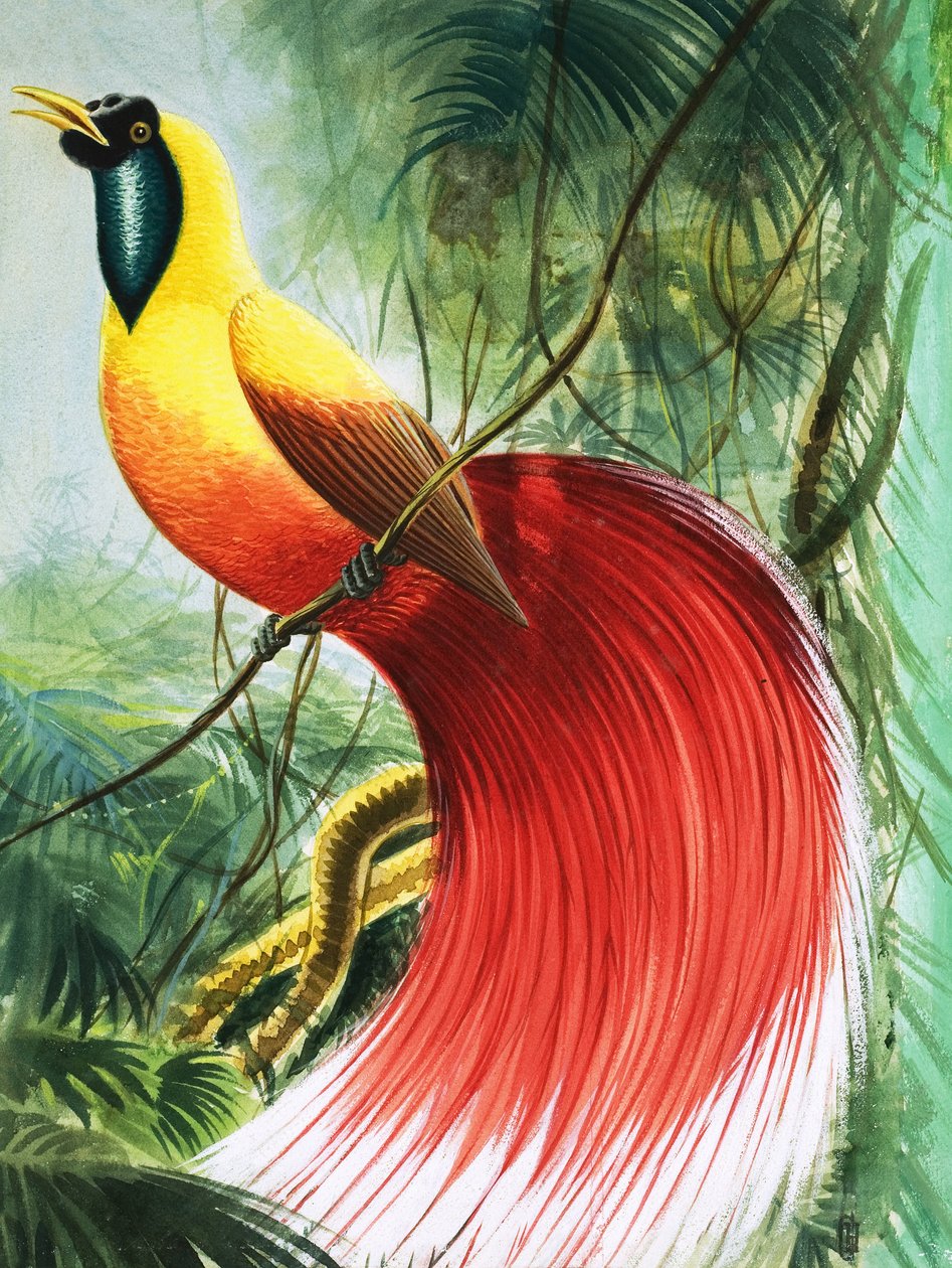 Meraviglia senza ali del Paradiso, illustrazione da "Meraviglie della natura". da English School