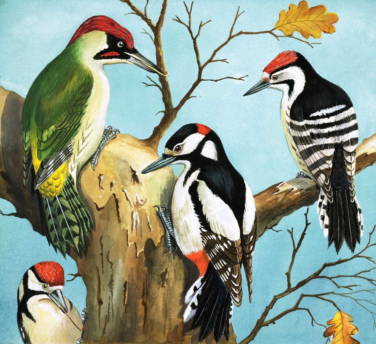 Picchi (gouache su carta) da English School