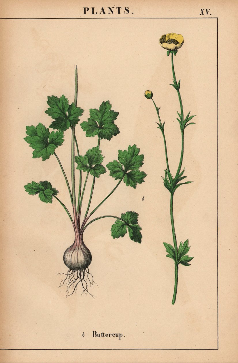 Ranuncolo giallo, da "The Instructive Picturebook, or Lessons from the Vegetable World," [Charlotte Mary Yonge], Edimburgo da English School