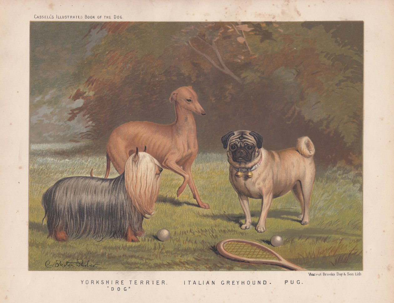 Yorkshire terrier, levriero italiano e carlino con racchetta da tennis e palline da English School