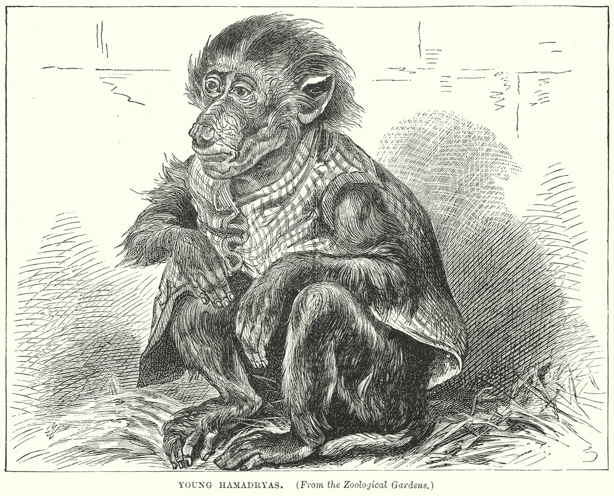 Giovane Hamadryas (incisione) da English School