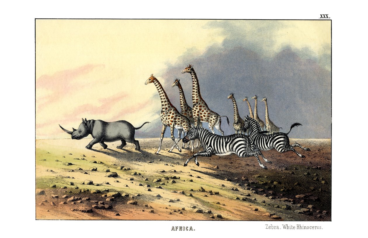Zebra da English School