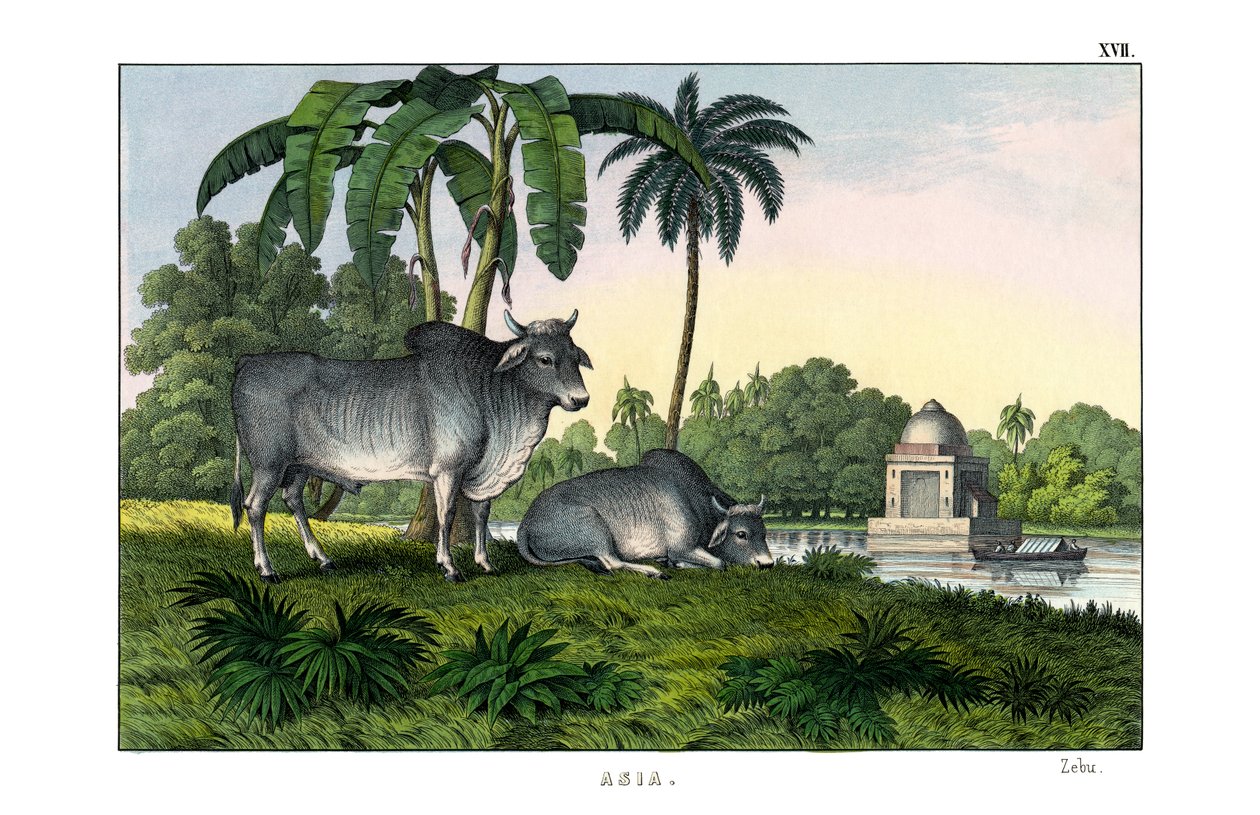 Zebu da English School