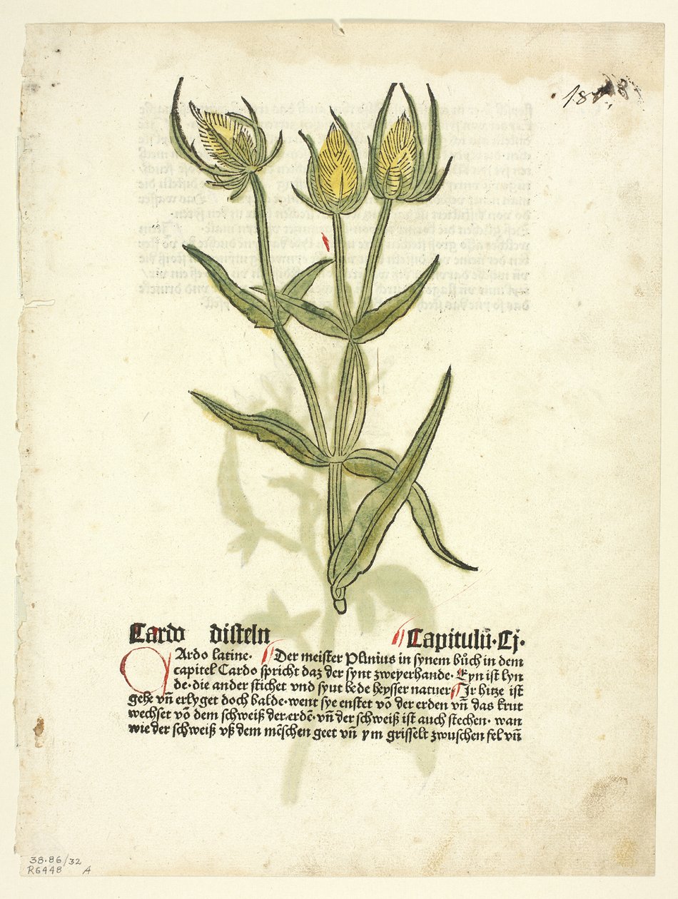 Cardo (recto) e boccioli di cardo (verso) da Gart Der Gesundheit (chiamato anche Hortus sanitatis, o Giardino della salute), lastra 32 da Xilografie da libri del XV secolo da Erhard Reuwich