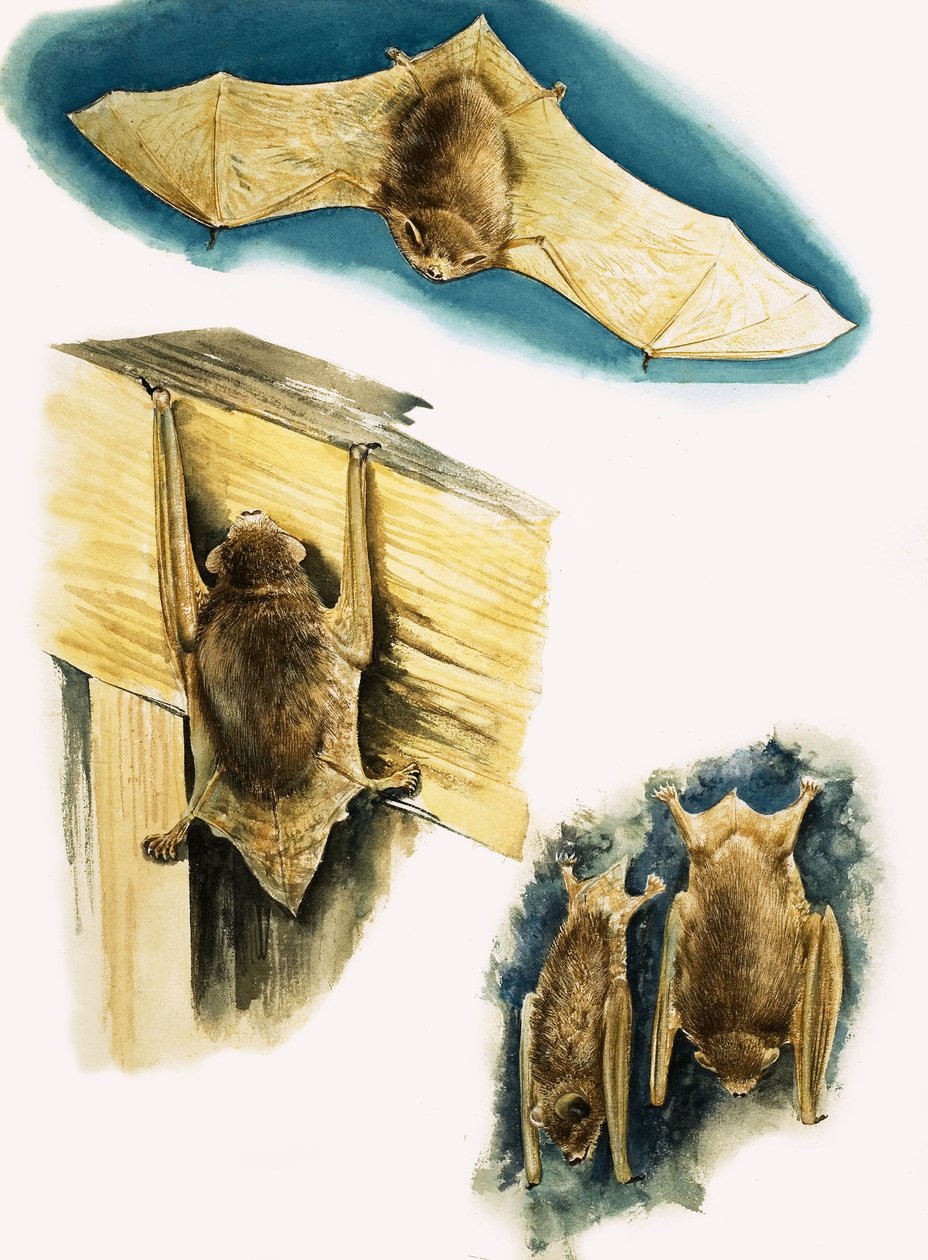 Pipistrelli da Eric Tansley