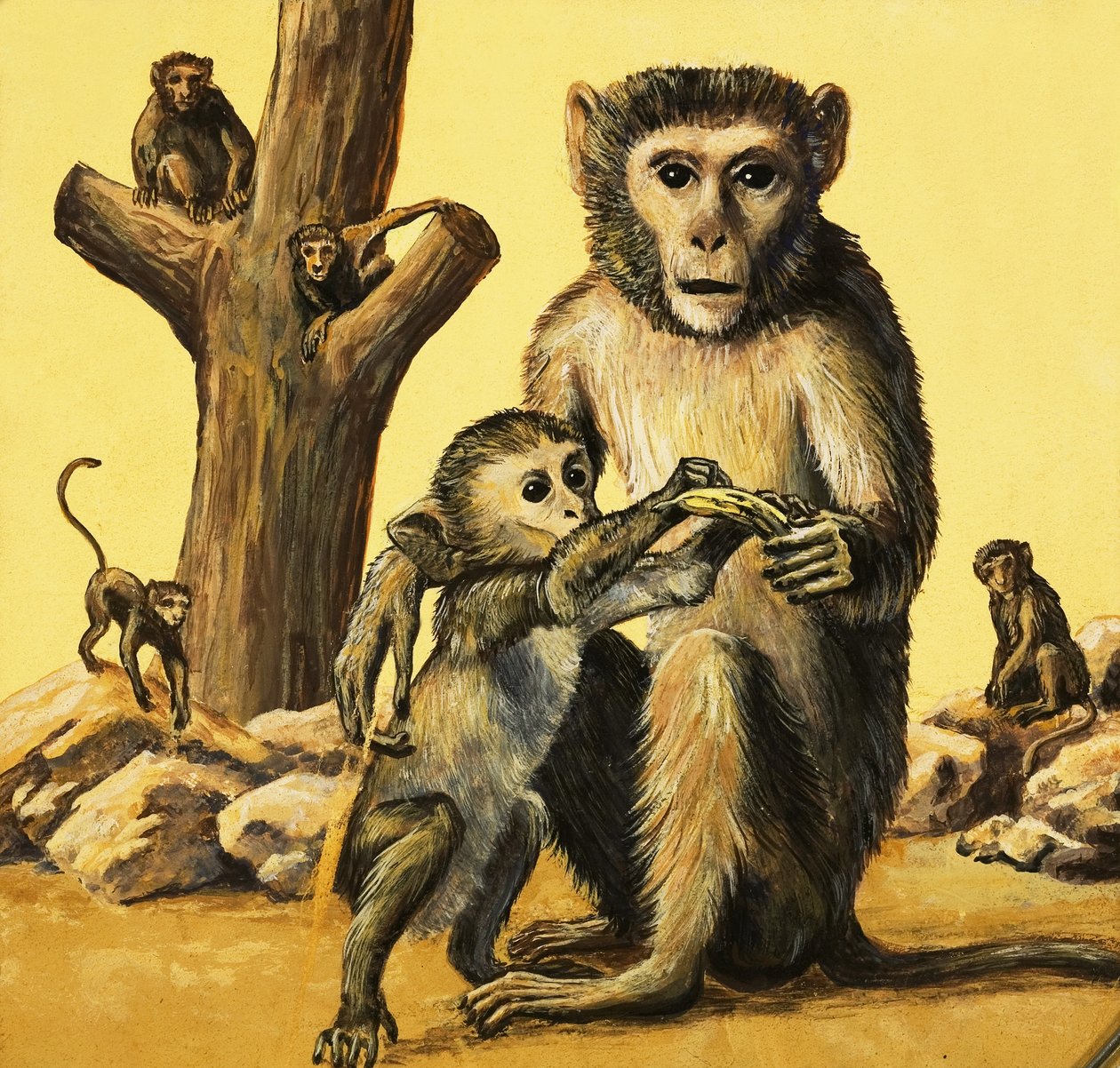 Scimmia Rhesus da Eric Tansley
