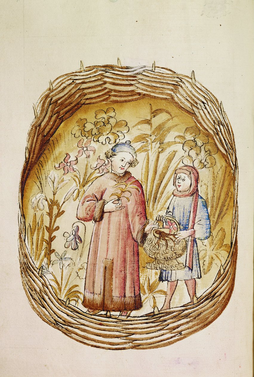 Un farmacista e il suo assistente raccolgono erbe e radici in un giardino di erbe, 1380-1400 ca. da Erich Lessing