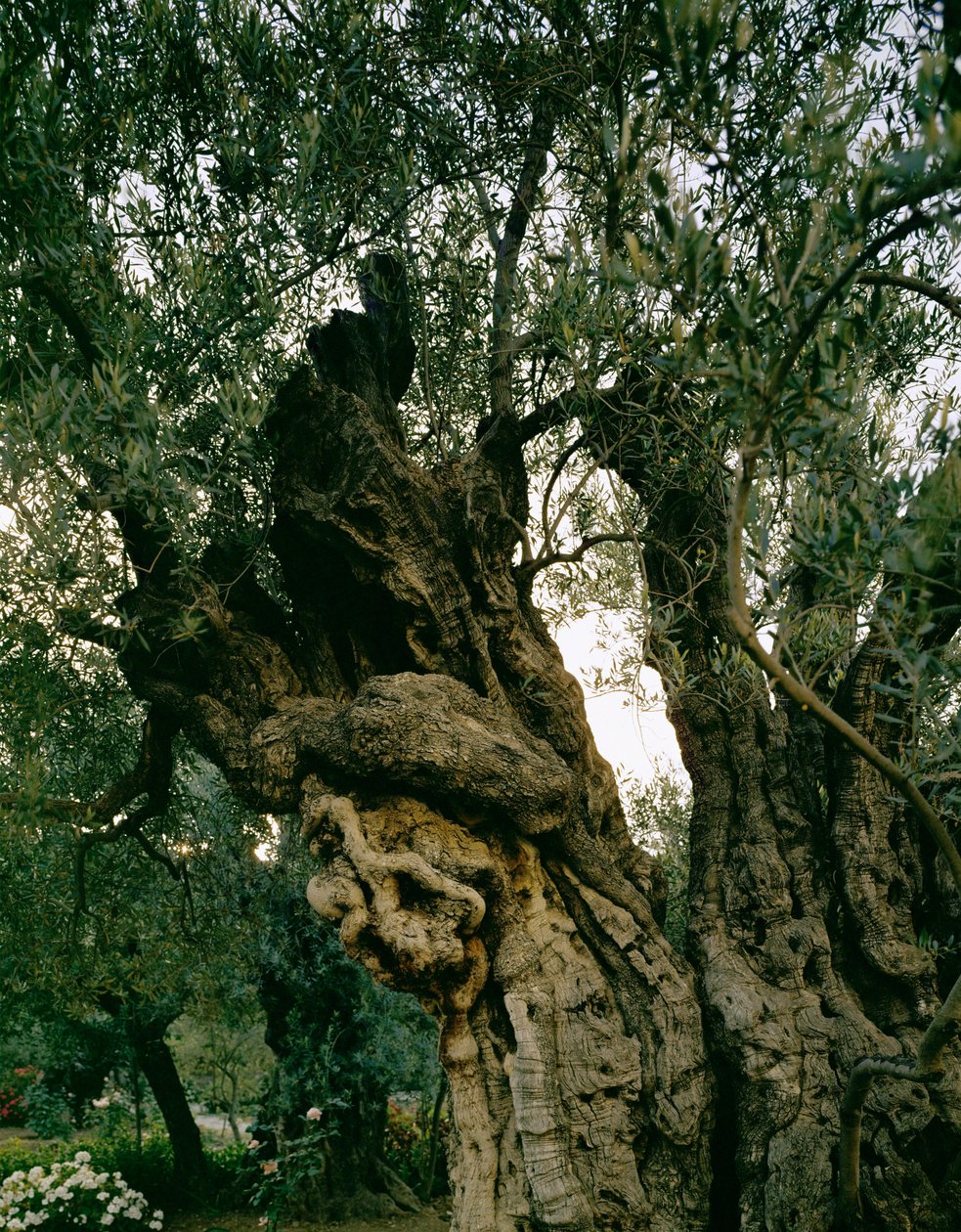 Antichi ulivi nel Giardino di Gethseman, Valle del Kidron, Gerusalemme, Israele (foto) da Erich Lessing