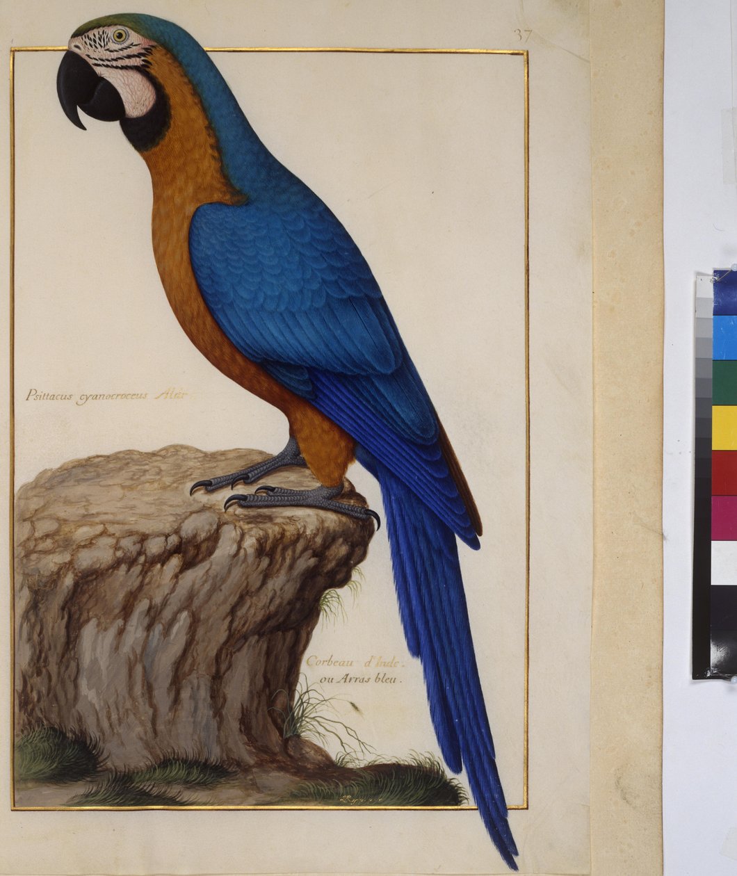 Pagina intera: studio di animali, 1650-75 circa (tempera su pergamena) da Erich Lessing