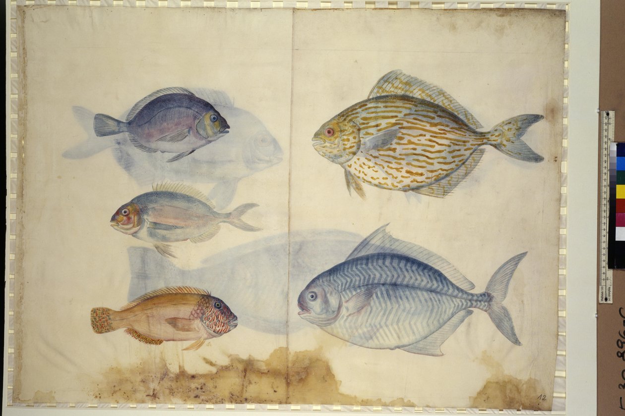 Pagina intera: raffigurazione di cinque specie di pesci, 1562-1580 circa (acquerello su carta) da Erich Lessing