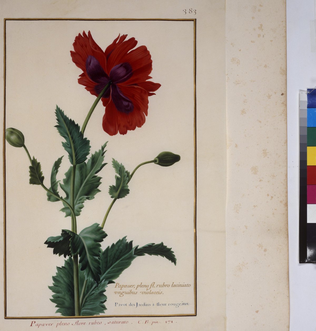 Pagina intera: studio di piante, 1650-75 ca. da Erich Lessing