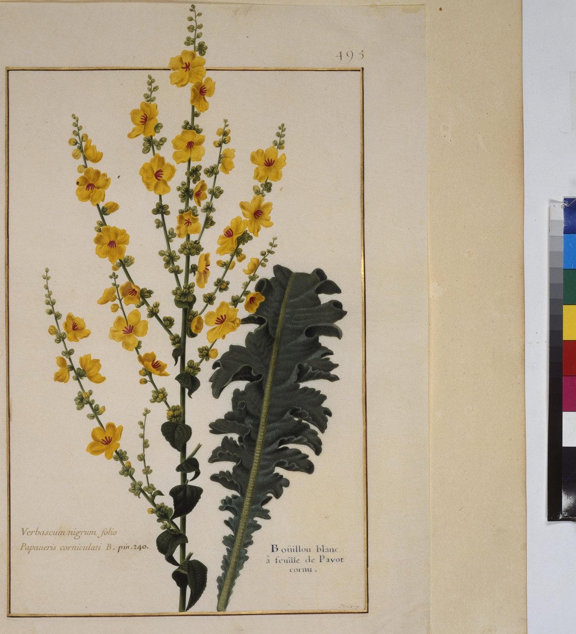 Pagina intera: studio di piante, 1650-75 ca. da Erich Lessing