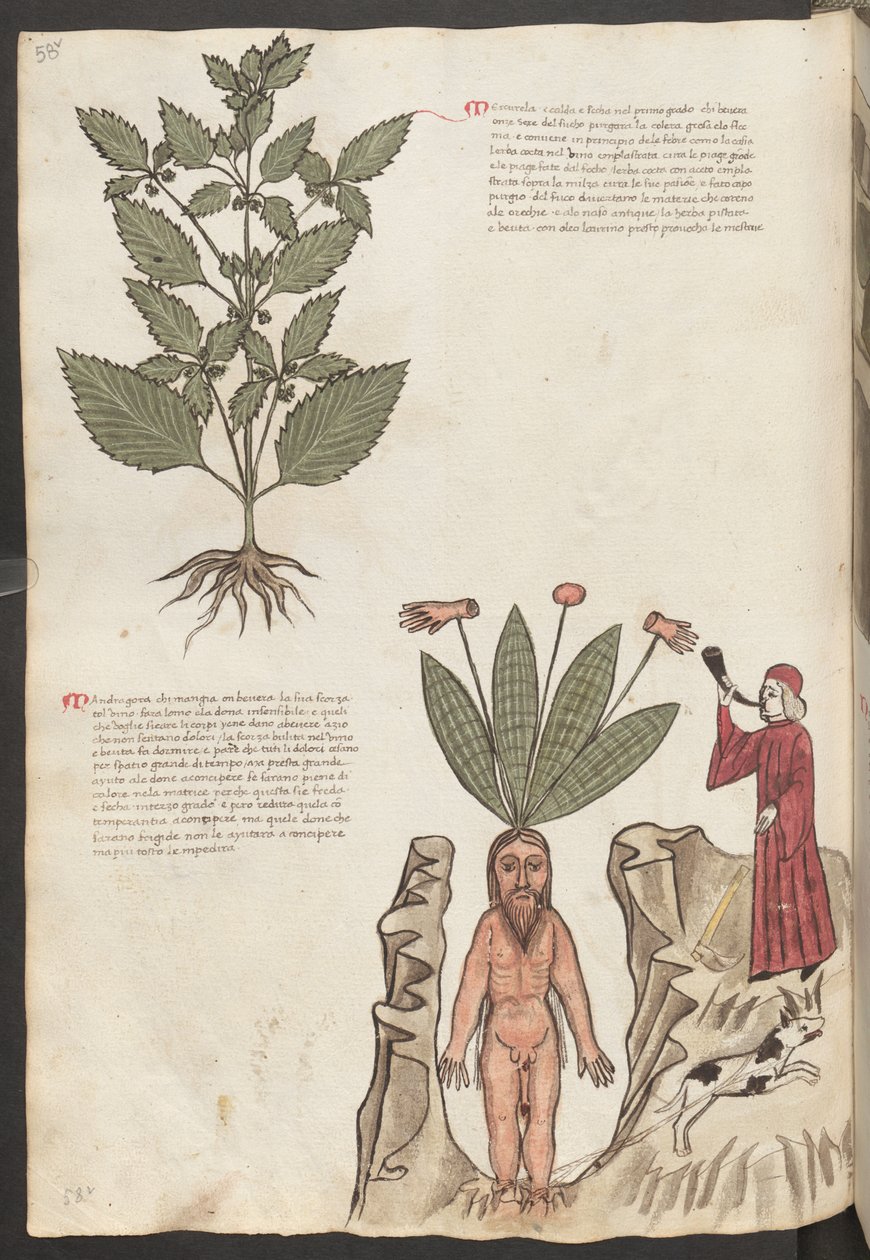 Pagina intera: testo e miniature: " Mercurela " (miniatura) da Erich Lessing