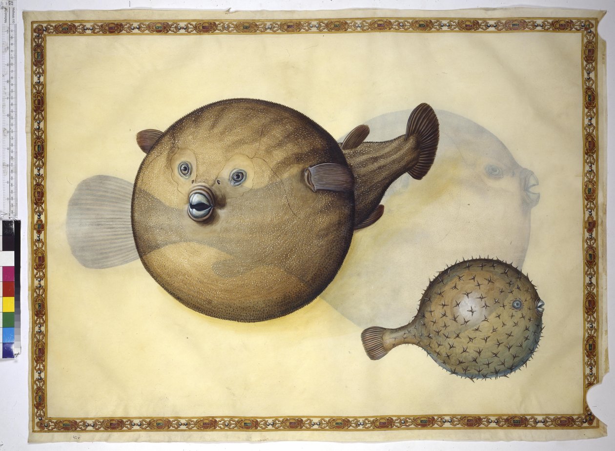 Pagina intera: due pesci palla su sfondo neutro da Erich Lessing