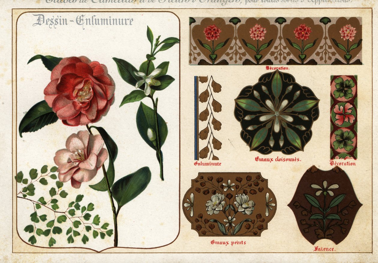 Immagini di camelie e fiori d