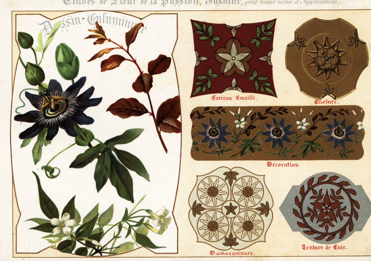Immagini di gelsomino e passiflora dai manoscritti e loro applicazioni da Ernest Guillot