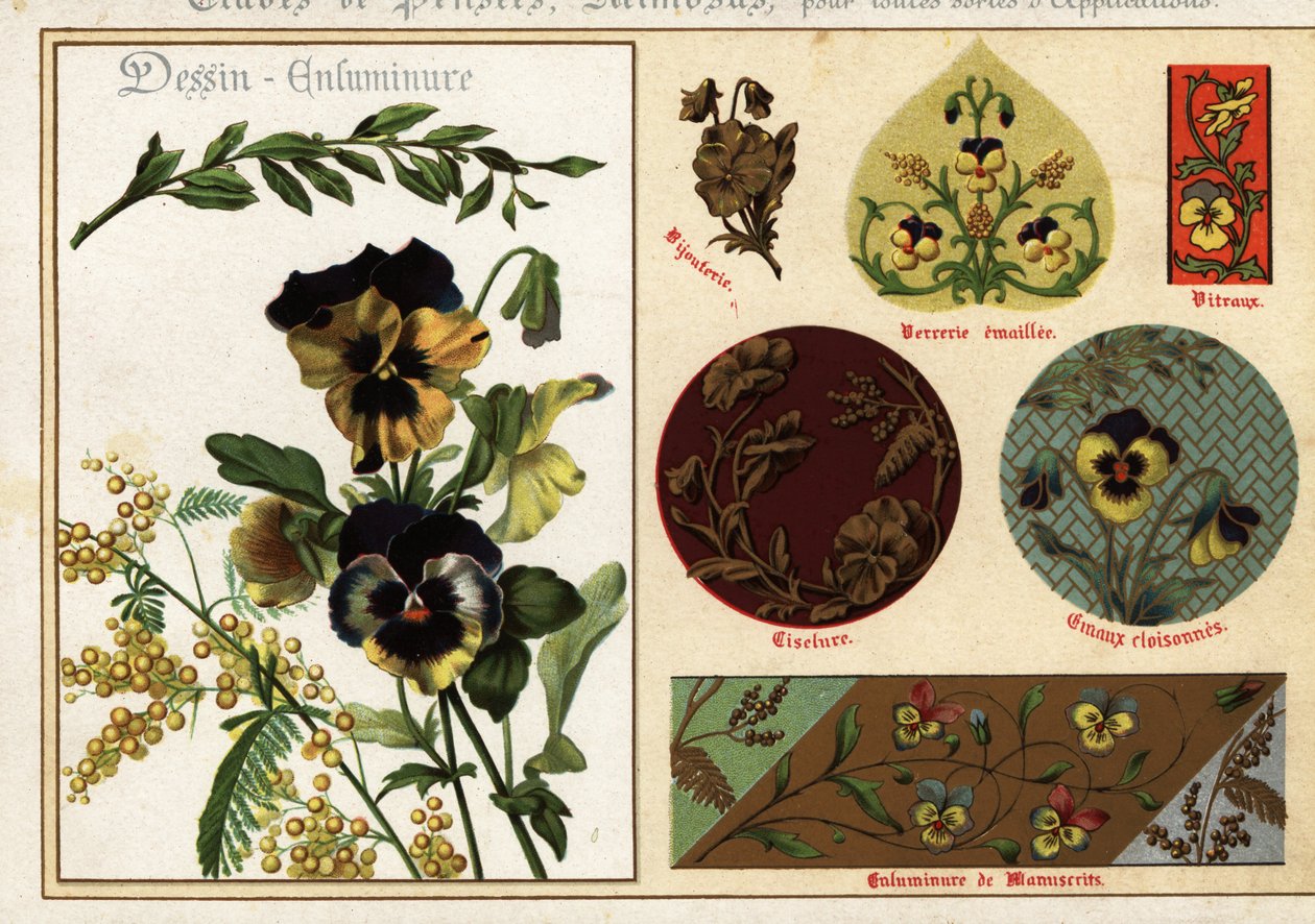 Immagini di viole del pensiero e mimosa da manoscritti e la loro applicazione da Ernest Guillot