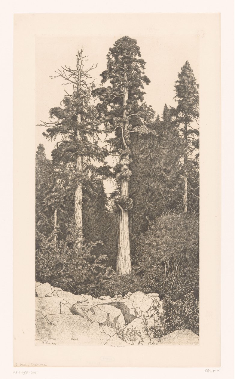 Albero di sequoia da Ernest Haskell (signed by artist)