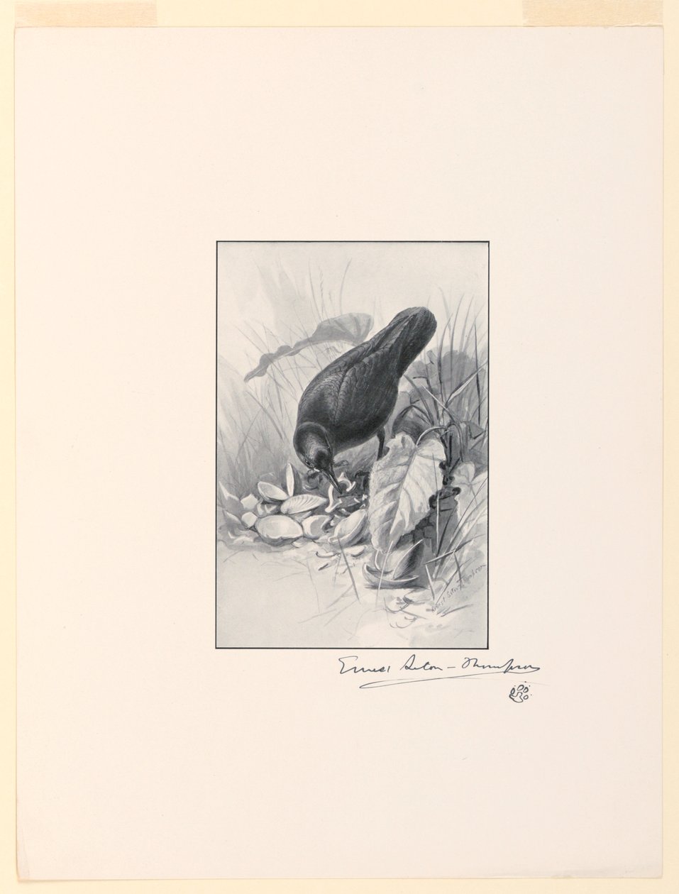 Il Manico di una Tazza di Porcellana, il Gioiello della Collezione da Ernest Thompson Seton