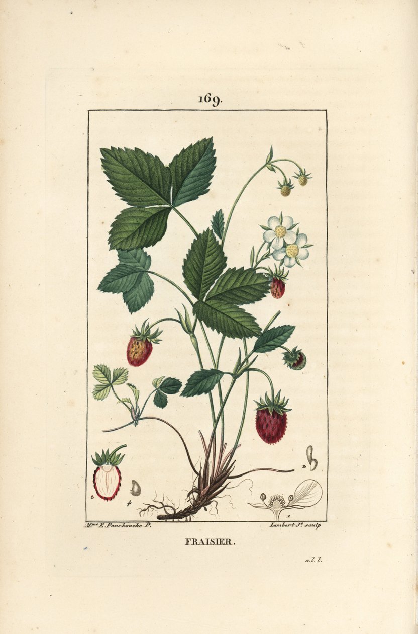 Fragola coltivata da Ernestine Panckoucke