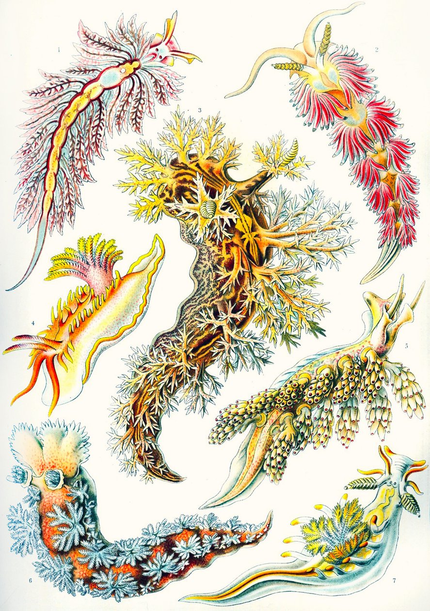 Una collezione di Nudibranchia da 