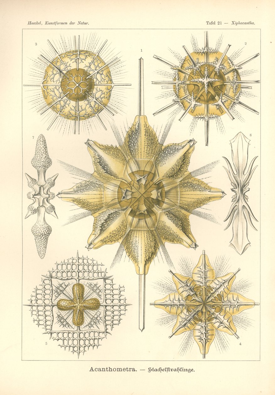 Acanthometra - Stachelstrahlinge, Pl.21 da 