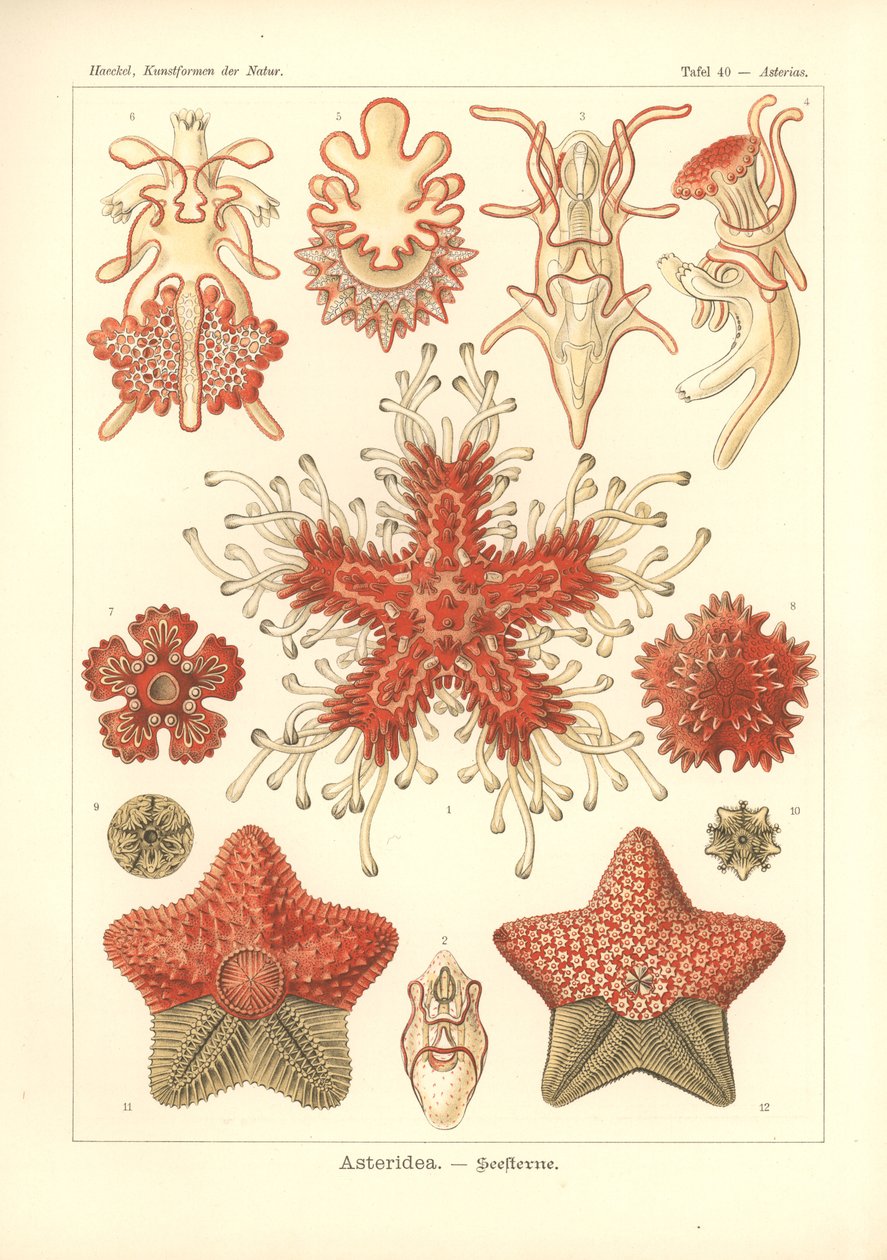Asteridea - Stella Marina, Pl.40 da 