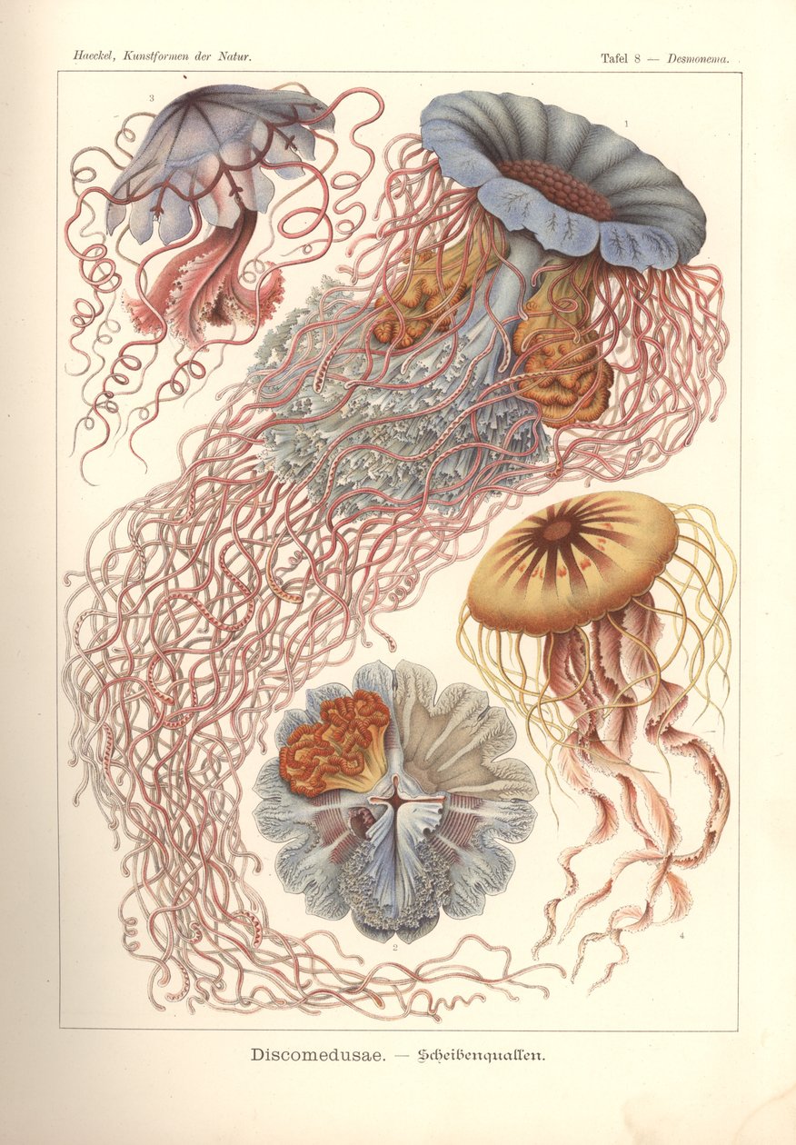 Discomedusae - Scheibenquallen, Pl. 8 da 