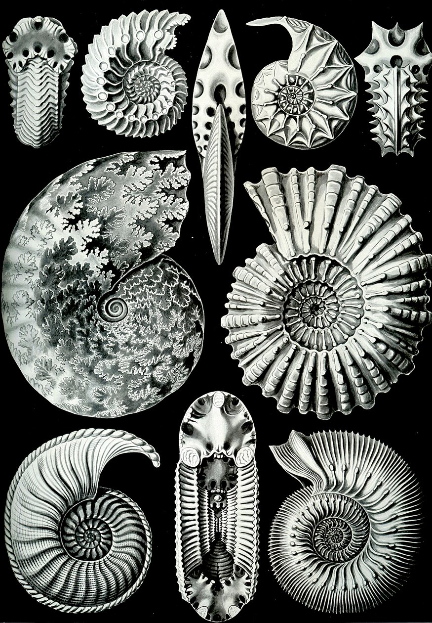 Illustrazione di Ammonitida da "Kunstformen der Natur" 1904 da Ernst (after) Haeckel