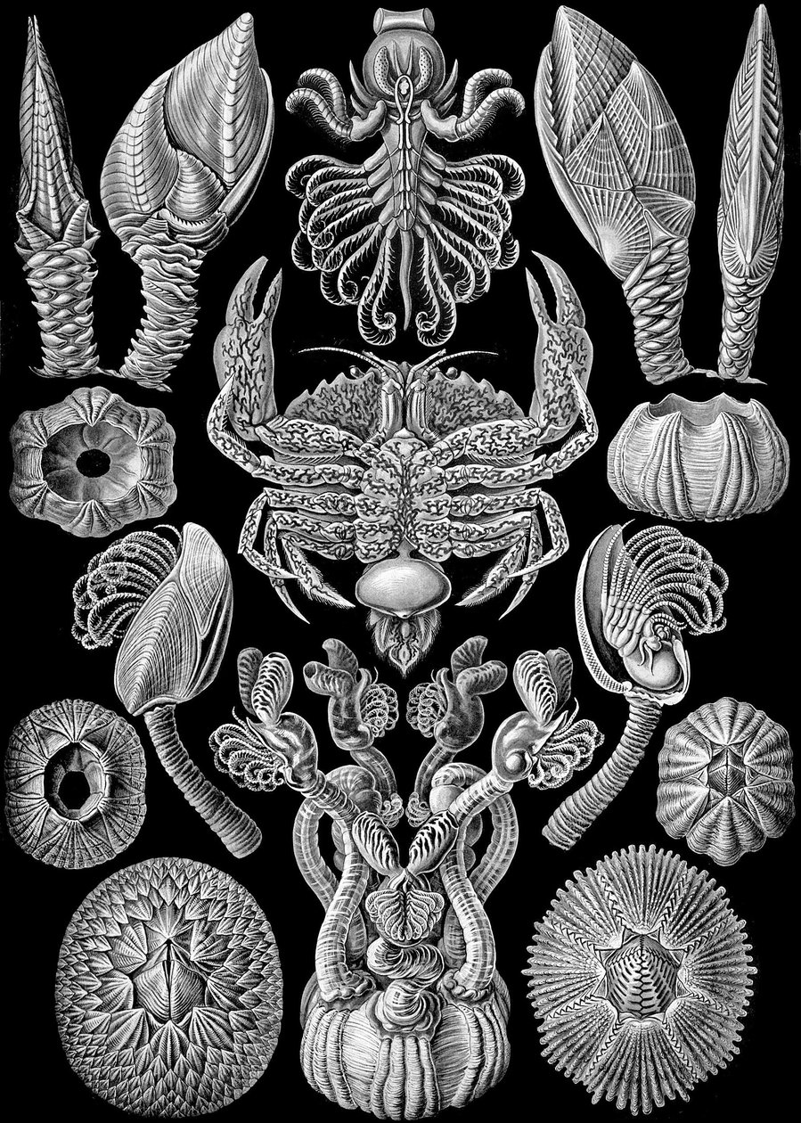 Illustrazione di Cirripedia da "Kunstformen der Natur" 1904 da Ernst (after) Haeckel
