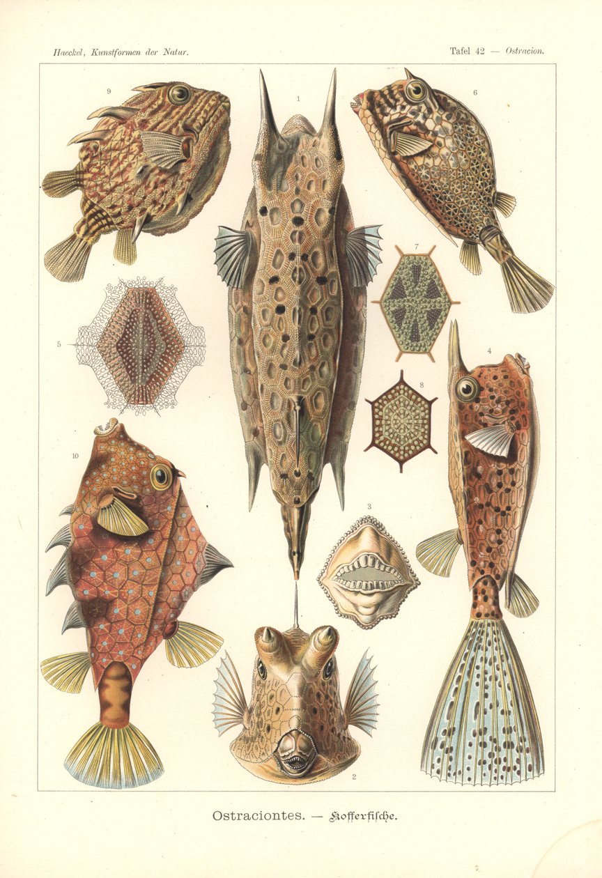 Ostracion - teleostei, Pl.42 da 