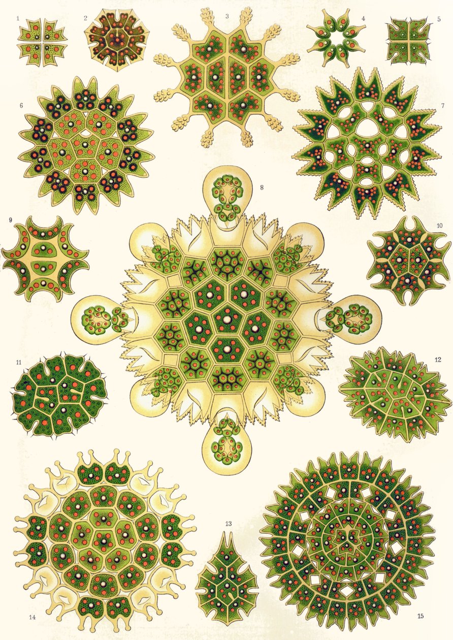 Varietà di Pediastrum da 