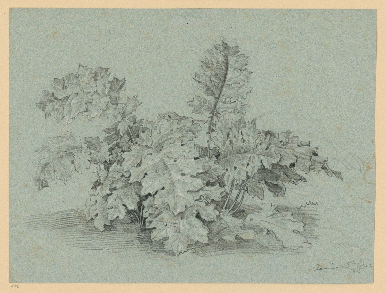 Pianta di acanto da Ernst Fries