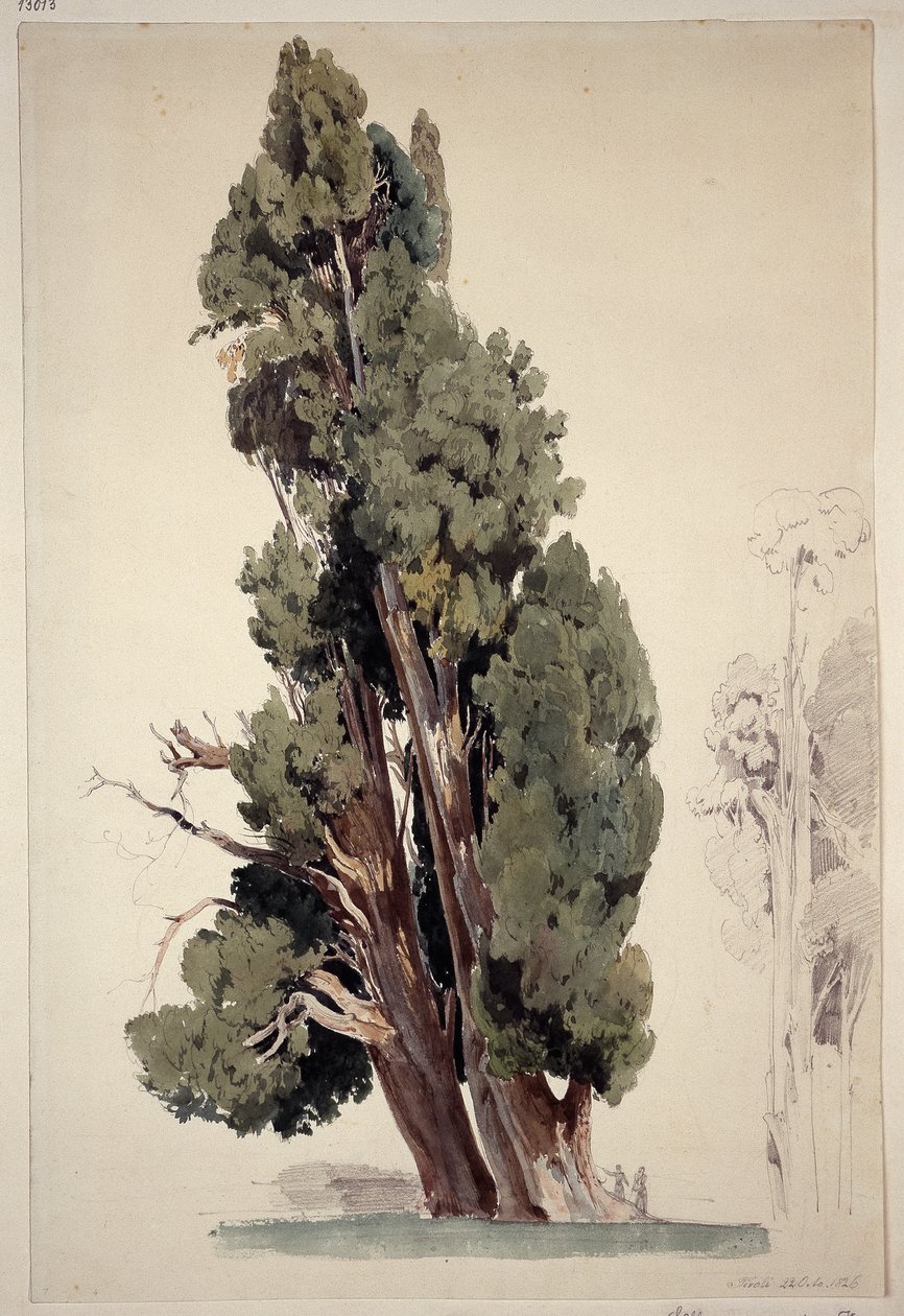 Cipressi nel parco di Villa d
