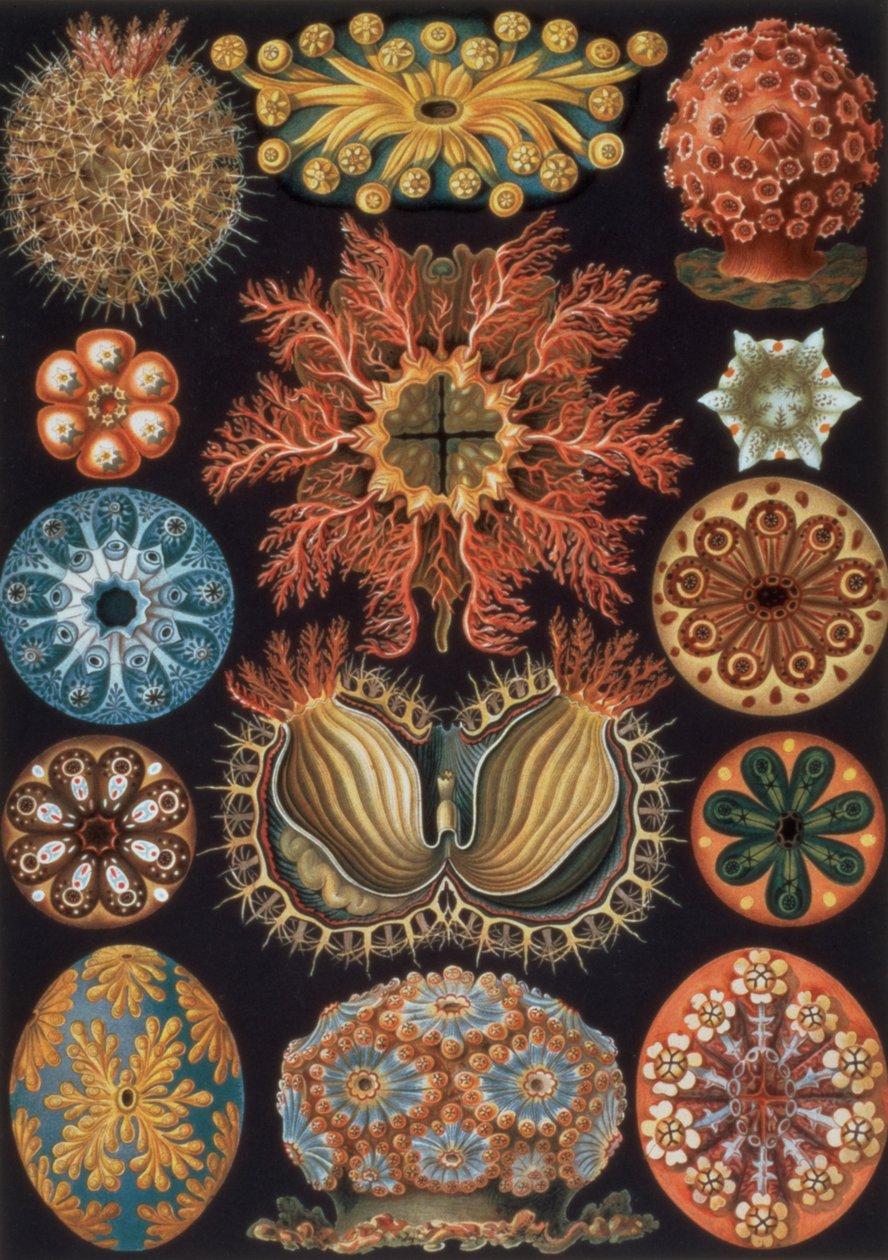 Ascidiae, tavola 85 da `Kunstformen der Natur` da Ernst Haeckel