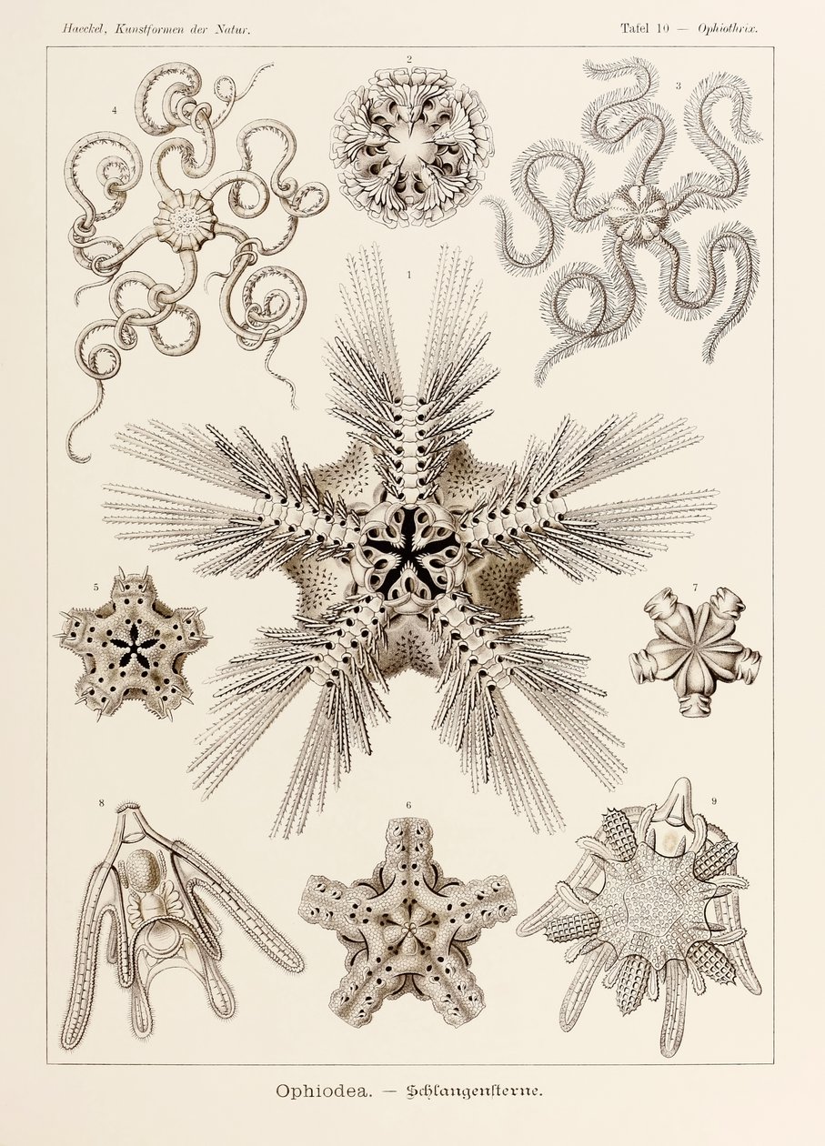 Tavola 10 Ophiothrix Ophiodea da 