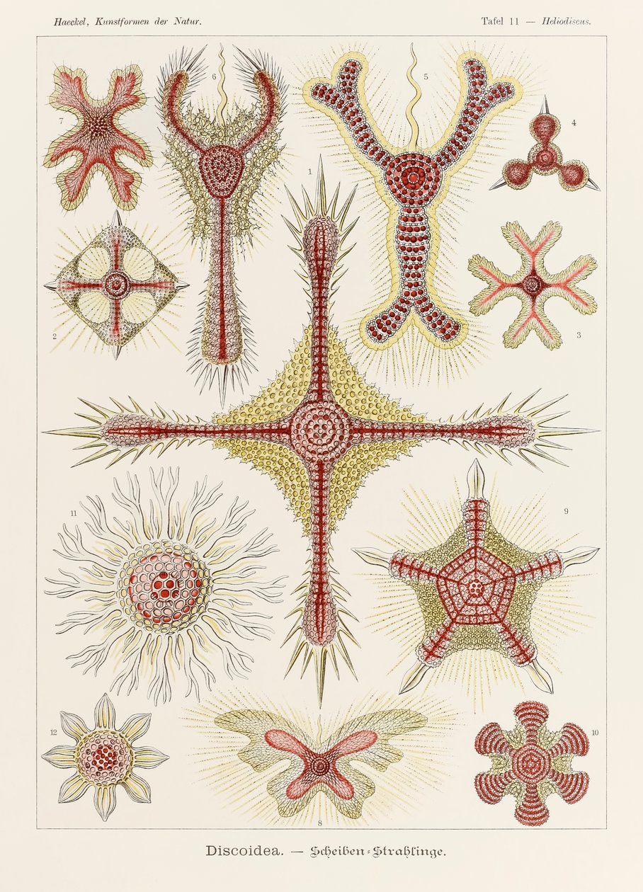 Tavola 11 Heliodiscus Discoidea da 