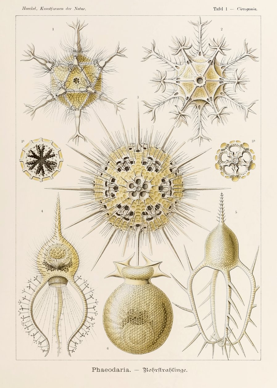 Tavola 1 Circogonia Phaeodaria da 